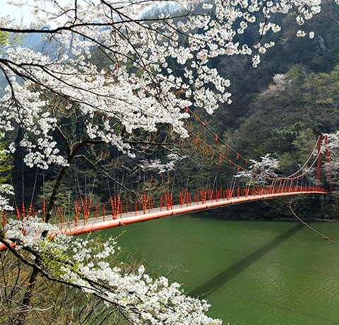 奥山中エリア イメージ